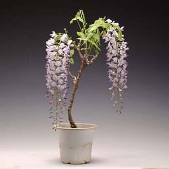 419X9m0rK+L._AC_UF350,